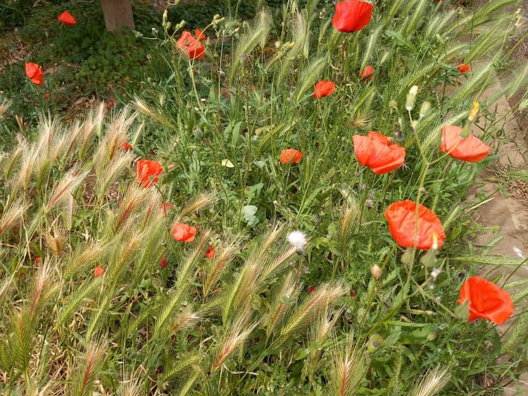 Biofilia, l’amore per la natura tra le mura domestiche